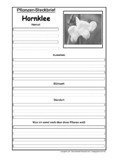 Pflanzensteckbrief-Hornklee-SW.pdf